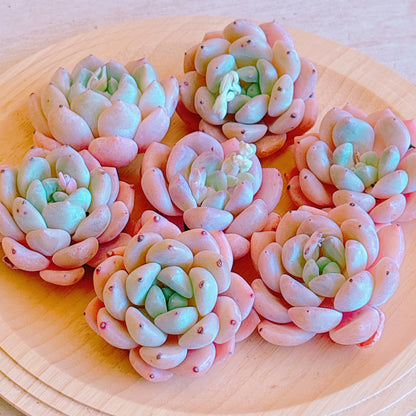 チューベローズ　A品　カット苗
