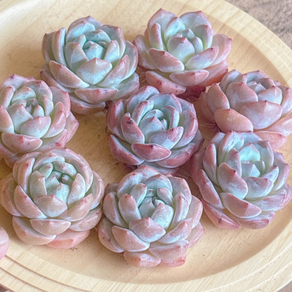 ドリームブルー　特級品　カット苗