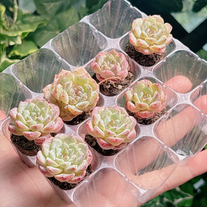名無し苗１４　A品　プラグ苗