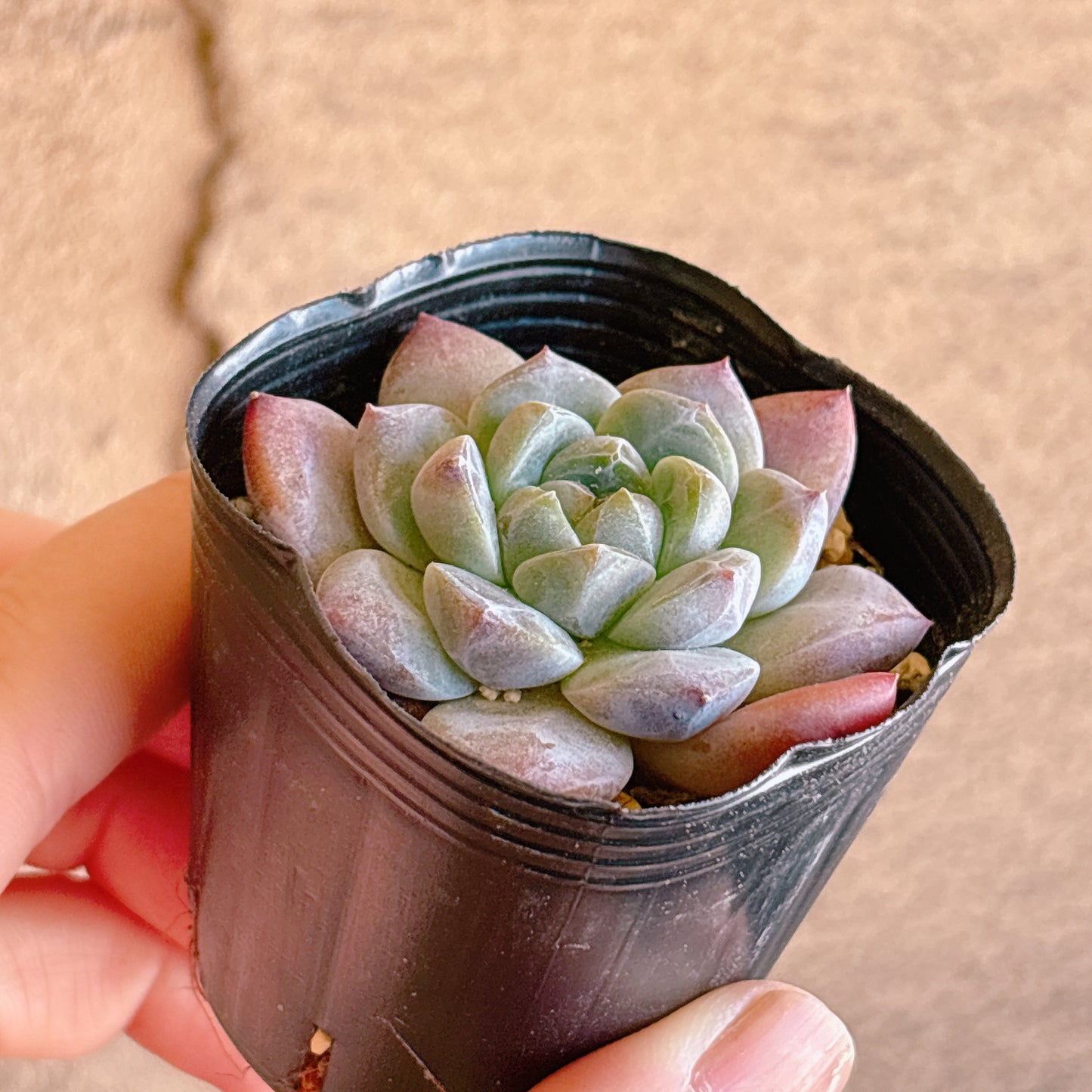 ビヨンテhyb　A品　根付き苗