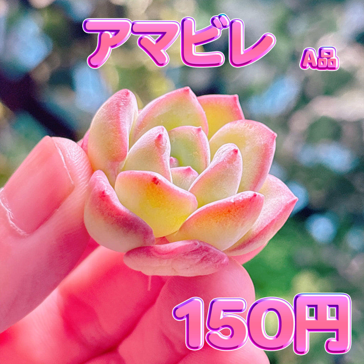 アマビレ　A品　カット苗