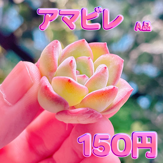 アマビレ　A品　カット苗