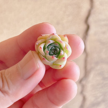ピンククリスタルローズ　A品　カット苗