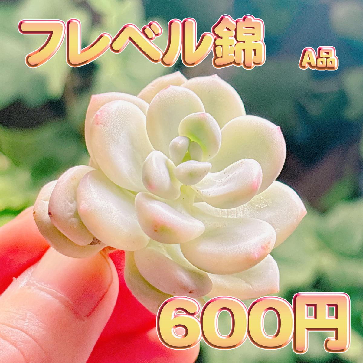 フレベル錦　A品　カット苗