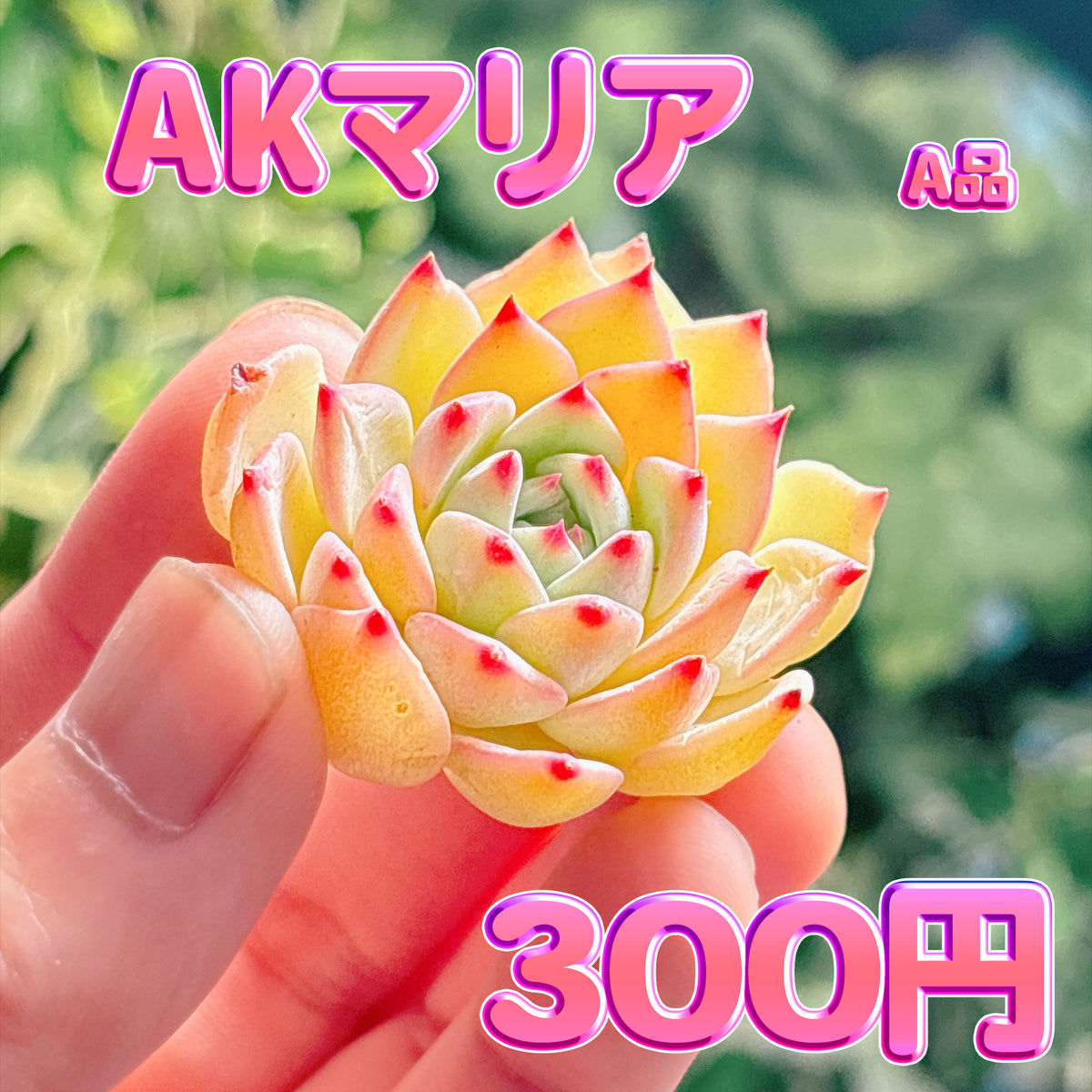 AKマリア　A品　カット苗