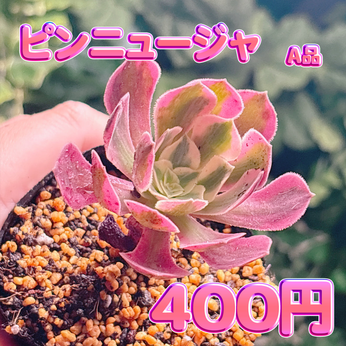 ピンニュージャ　A品　根付き苗