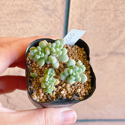 ロココ　【2-14】