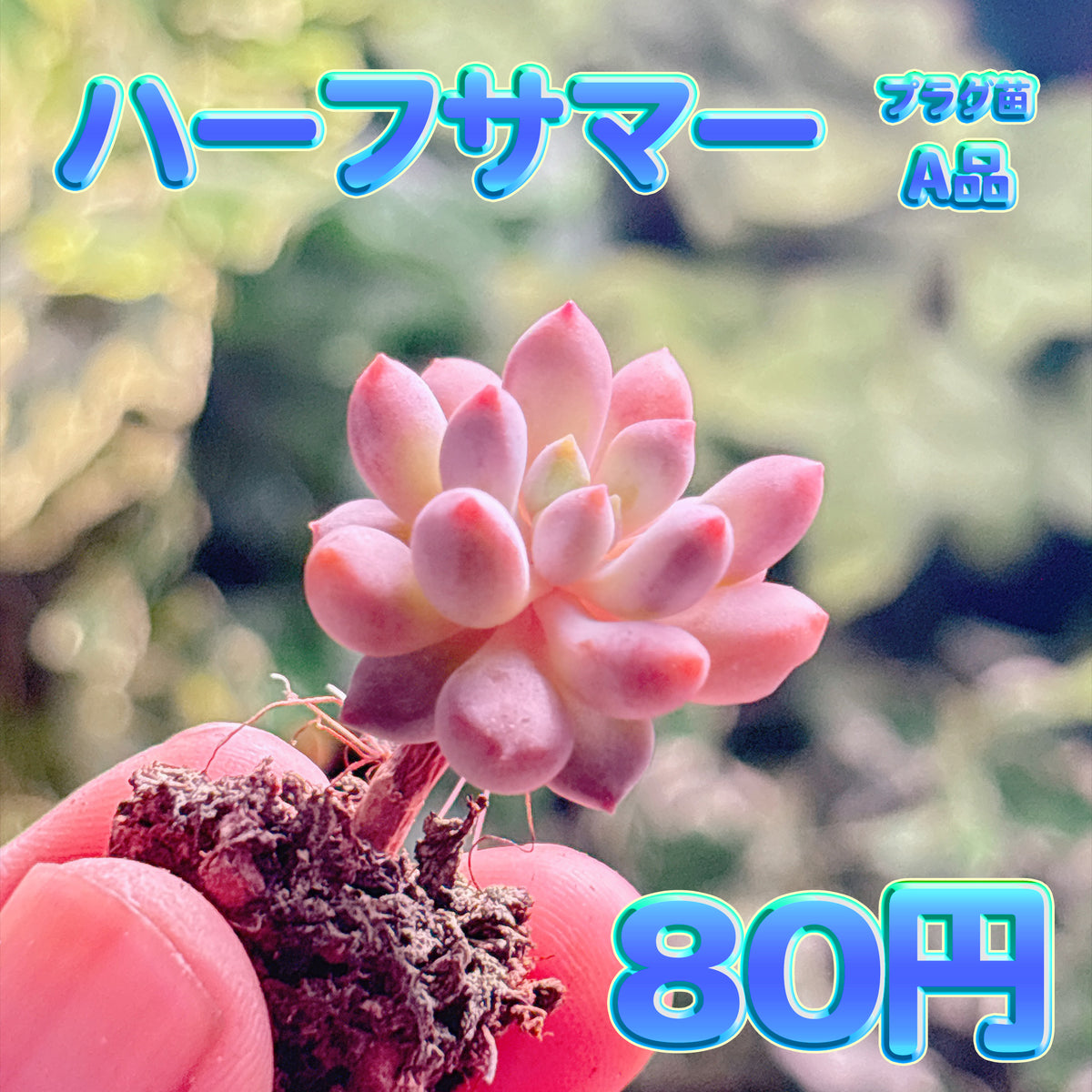 ハーフサマー　A品　プラグ苗