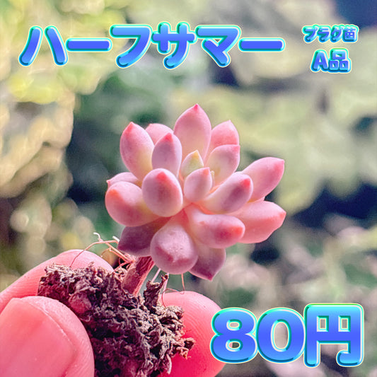 ハーフサマー　A品　プラグ苗