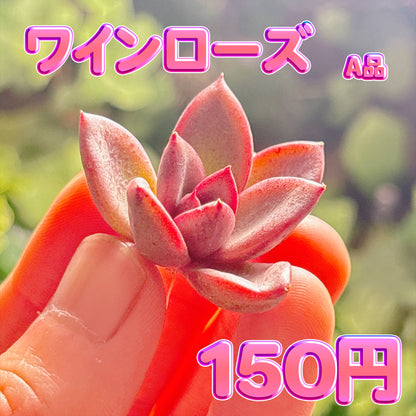 ワインローズ　A品　カット苗