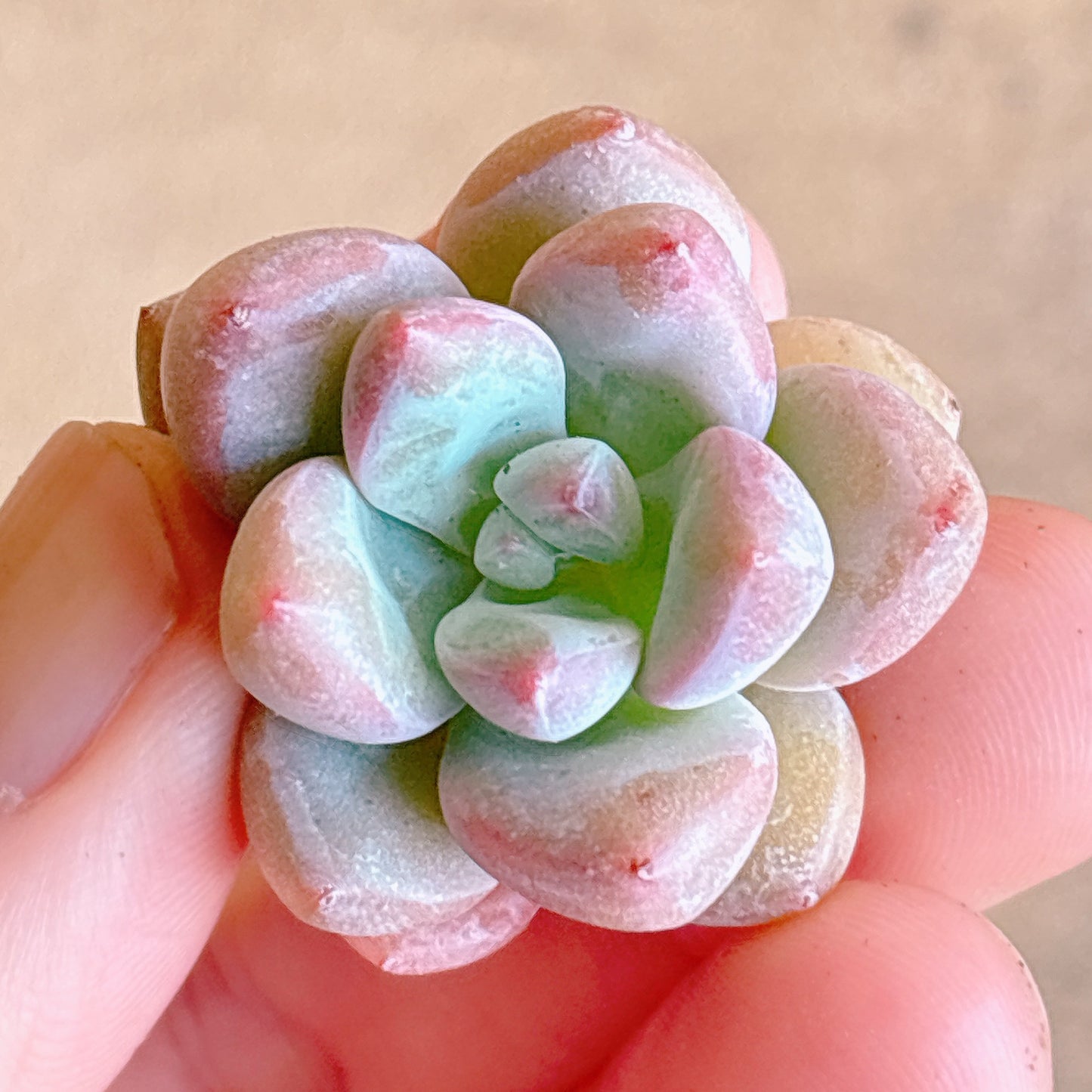多肉植物
