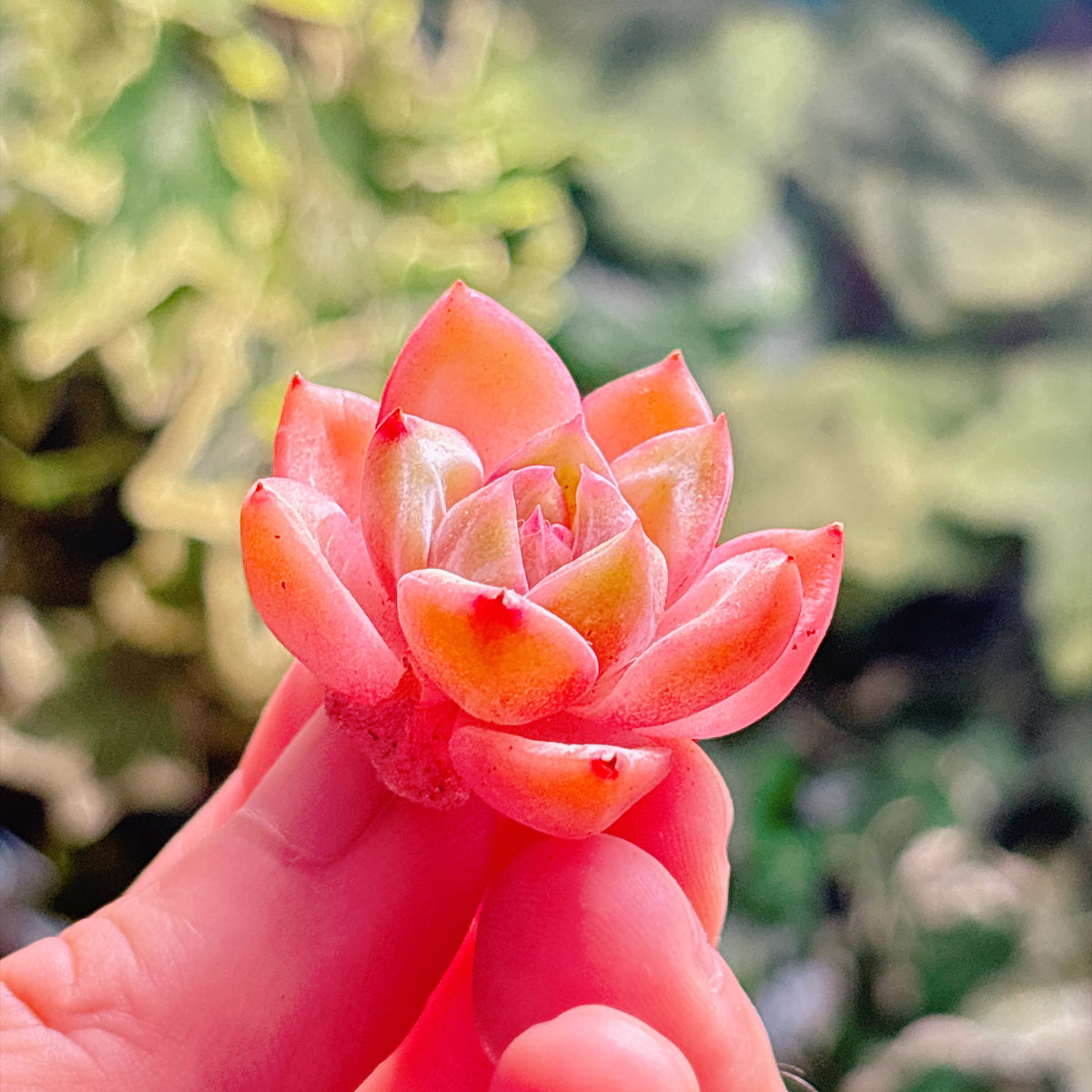 多肉植物