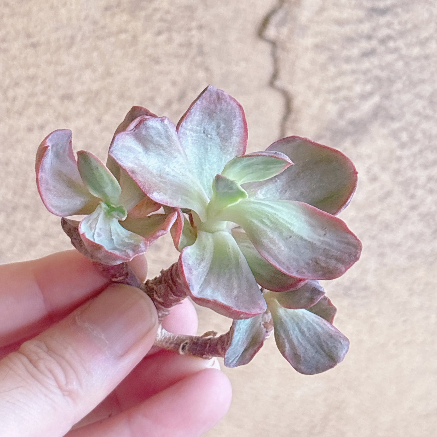 多肉植物