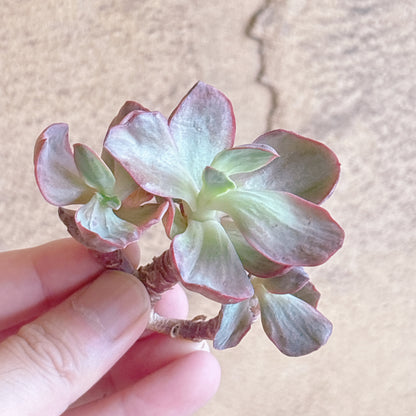 多肉植物