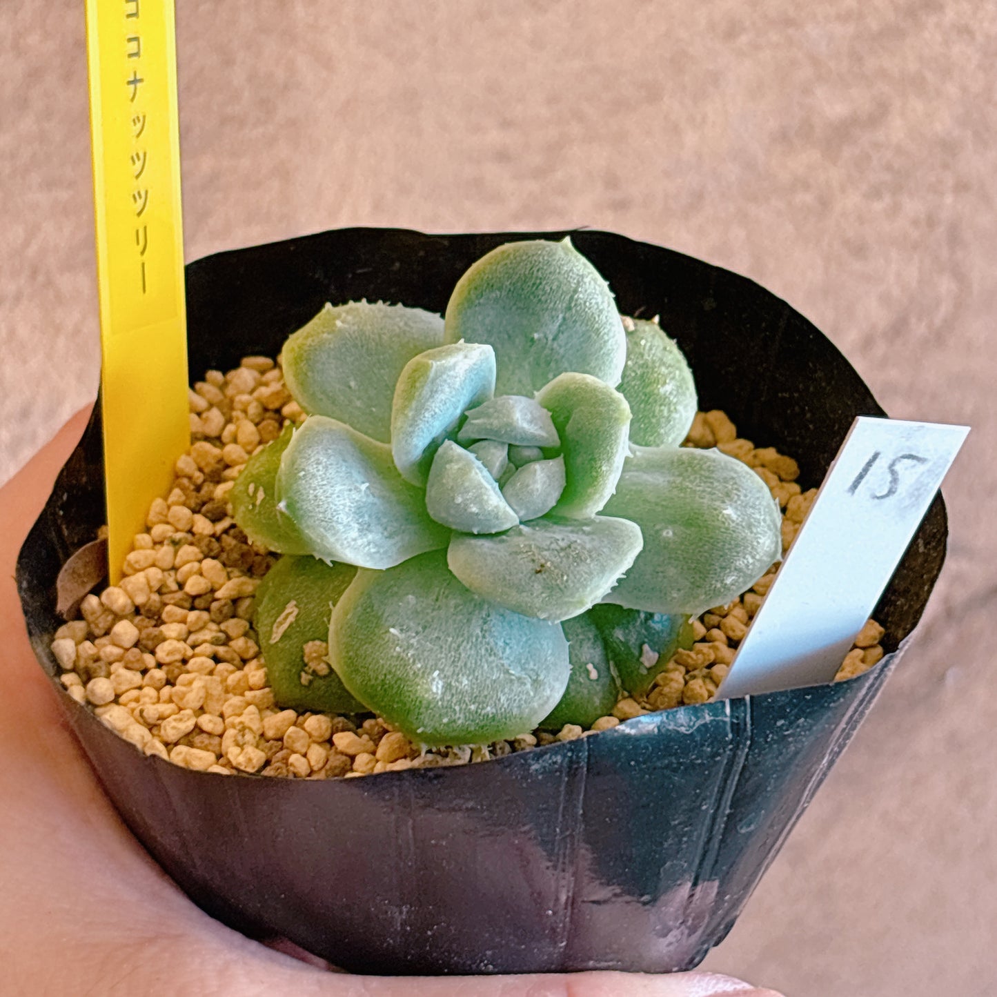 多肉植物