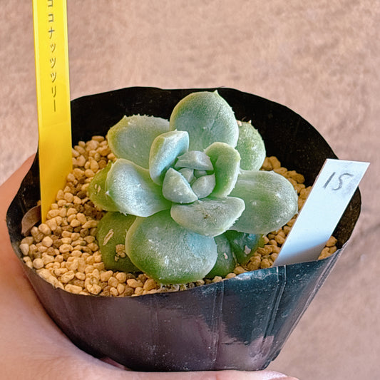 多肉植物