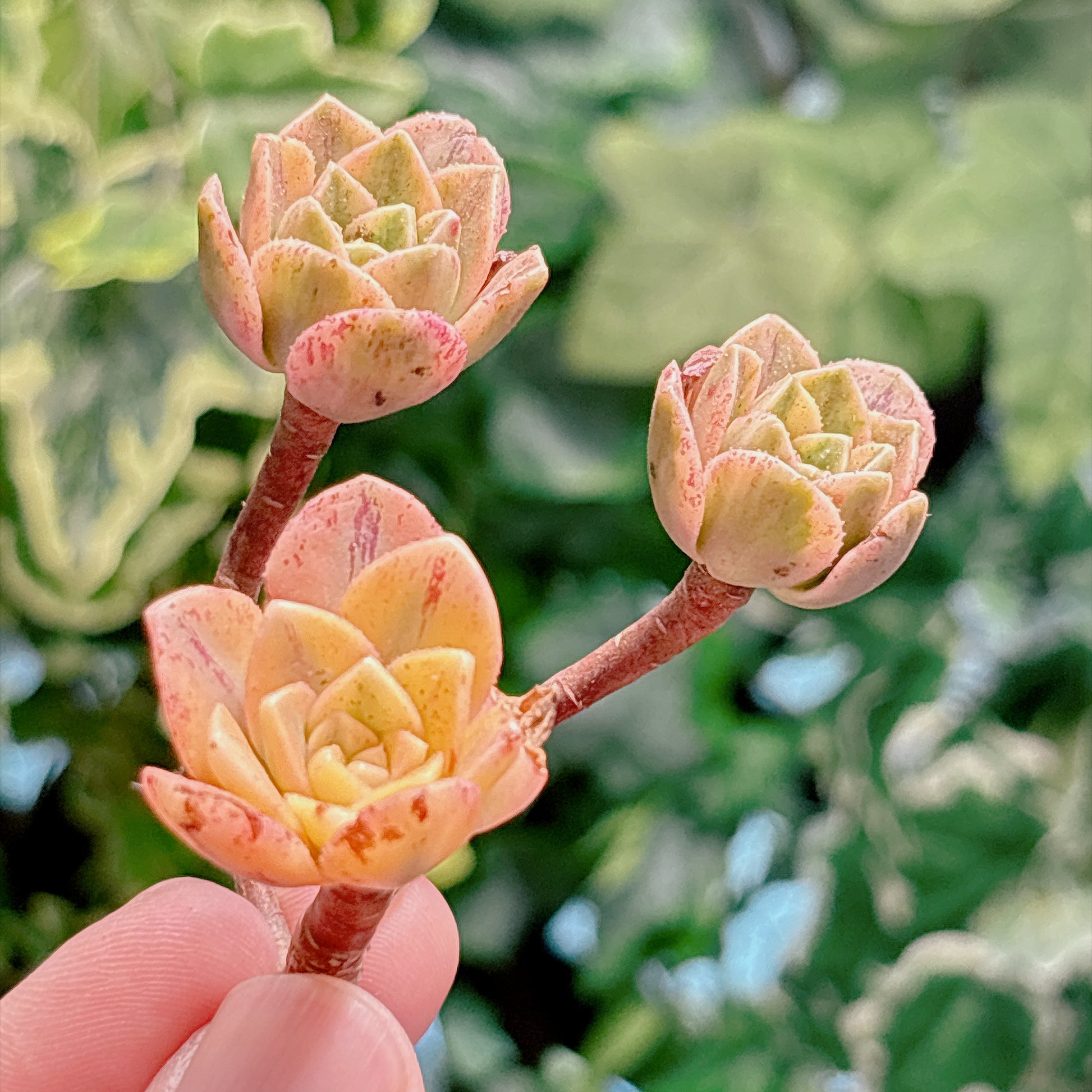 多肉植物