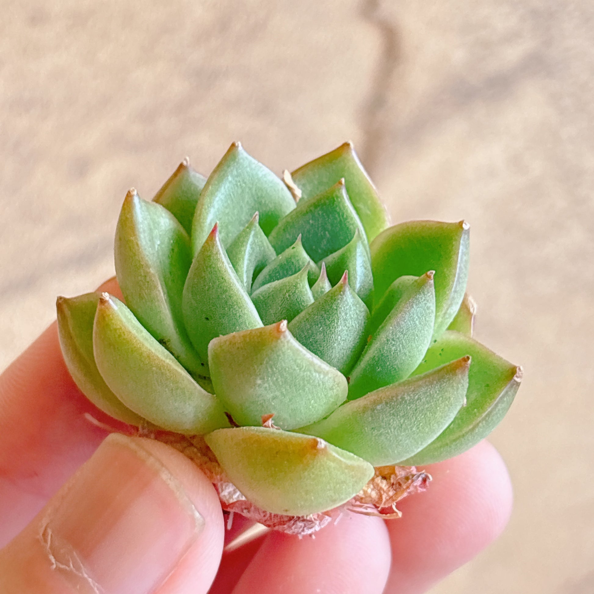 多肉植物