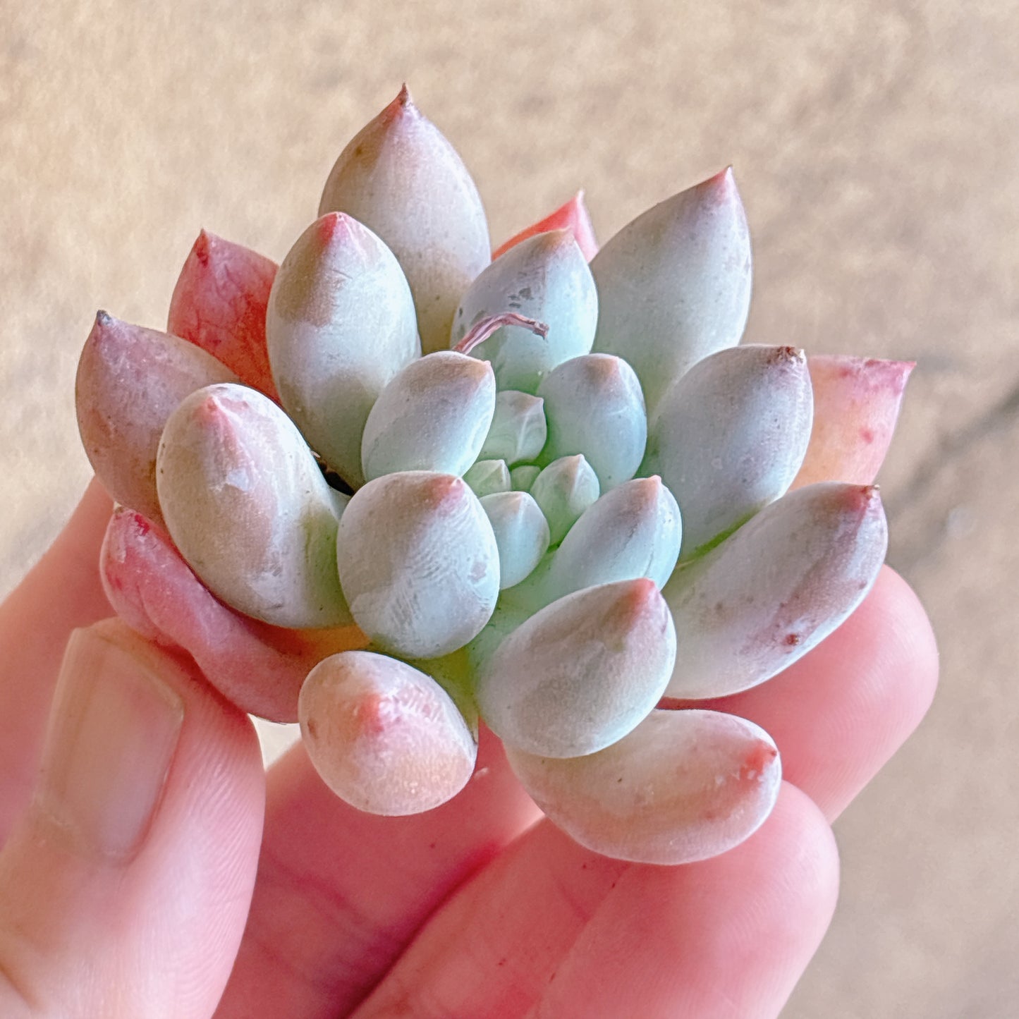 多肉植物