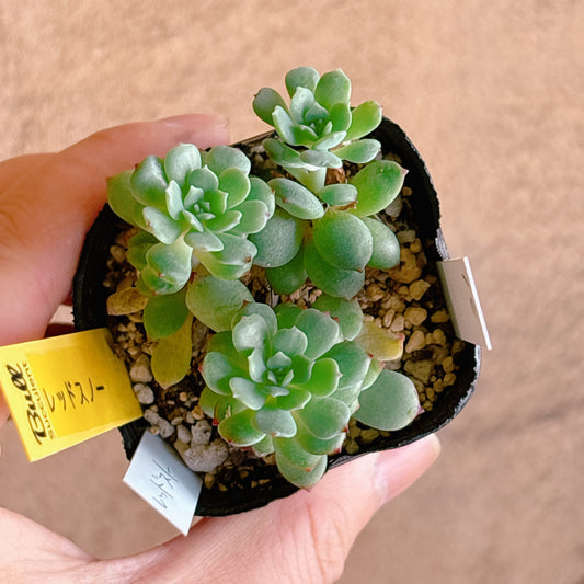 多肉植物