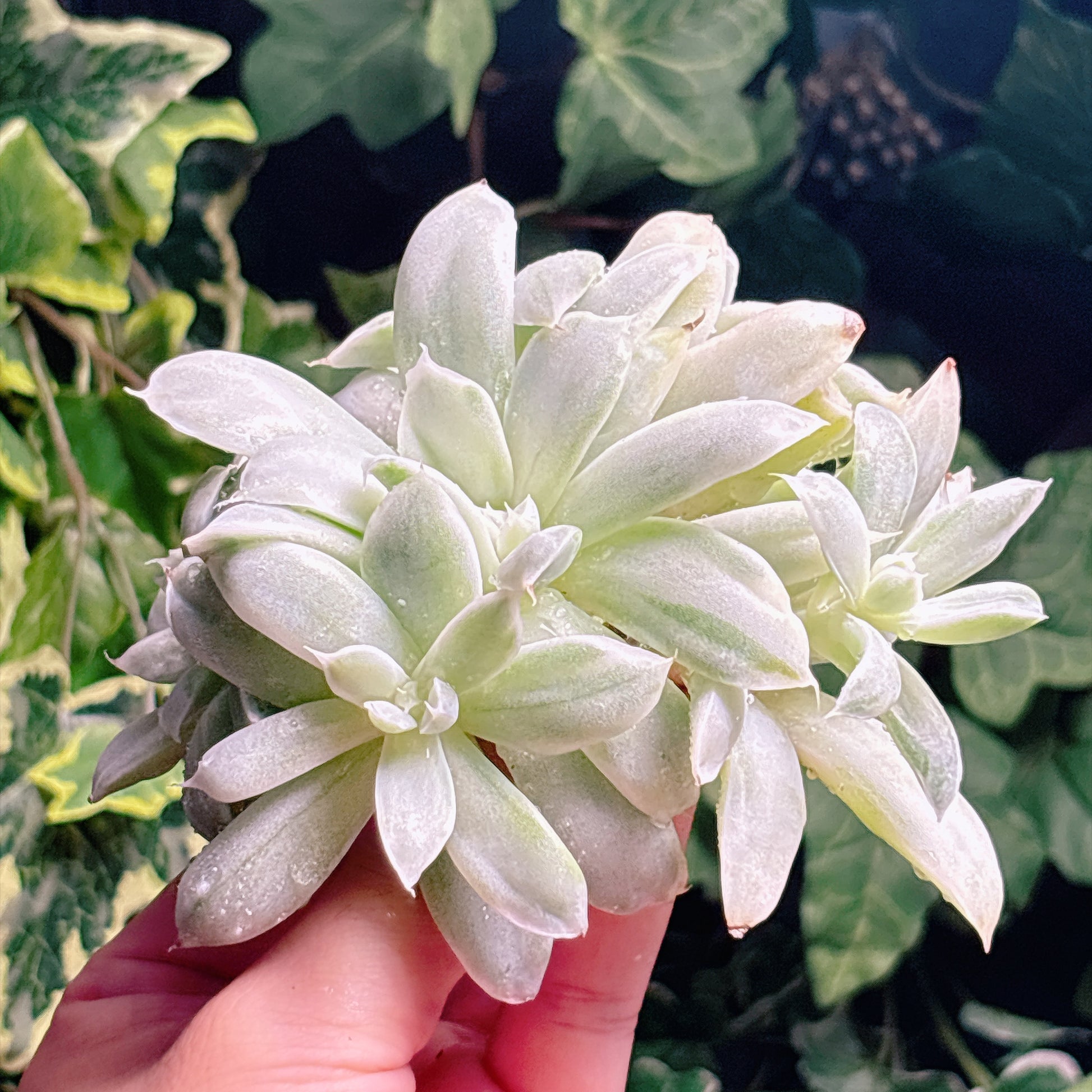 多肉植物