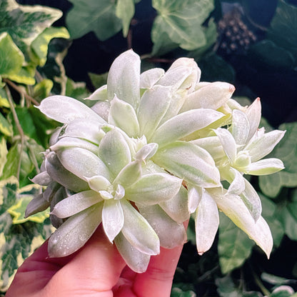 多肉植物
