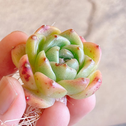 多肉植物