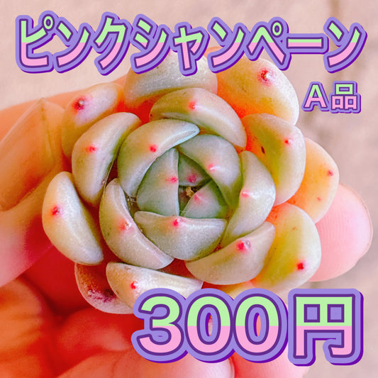 多肉植物