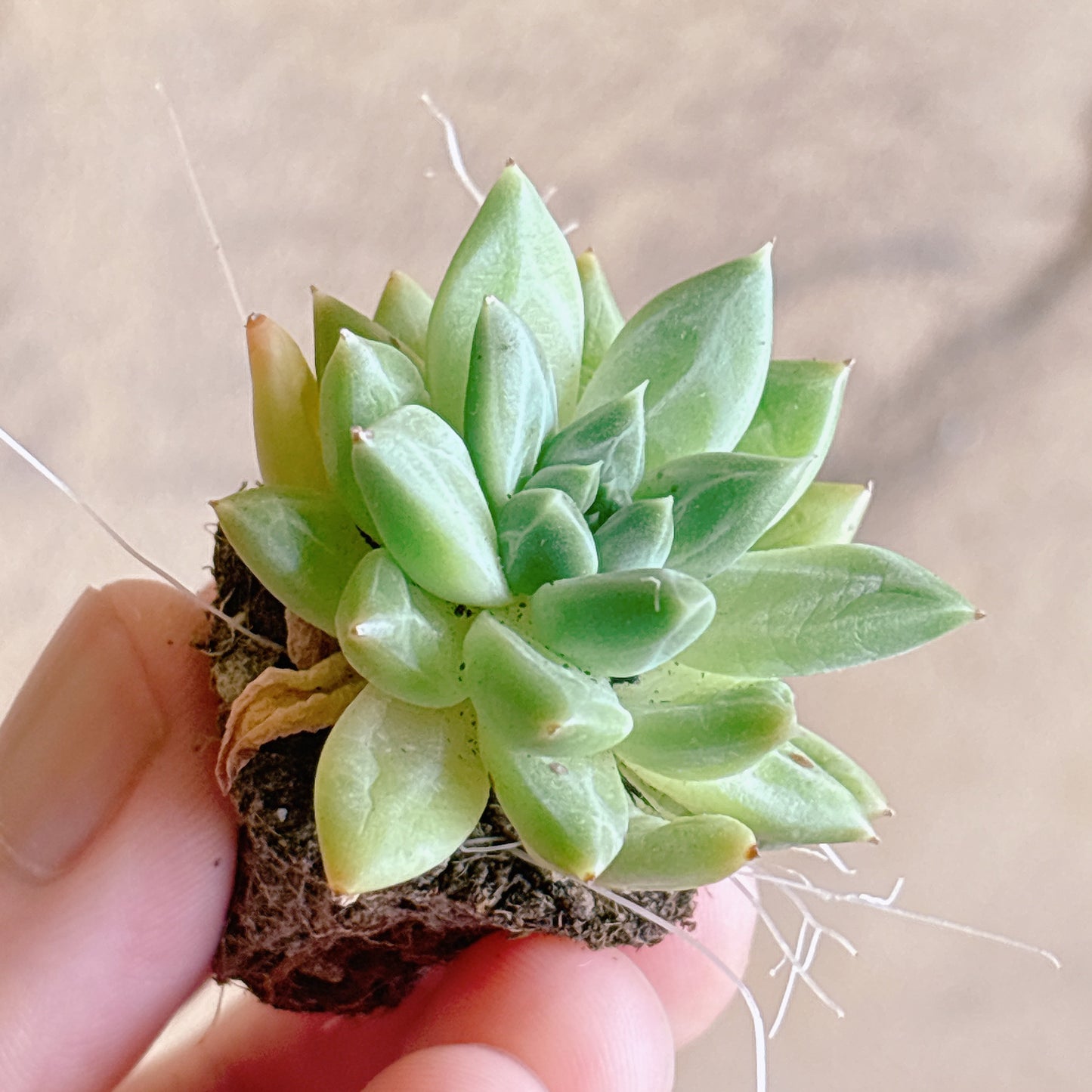多肉植物