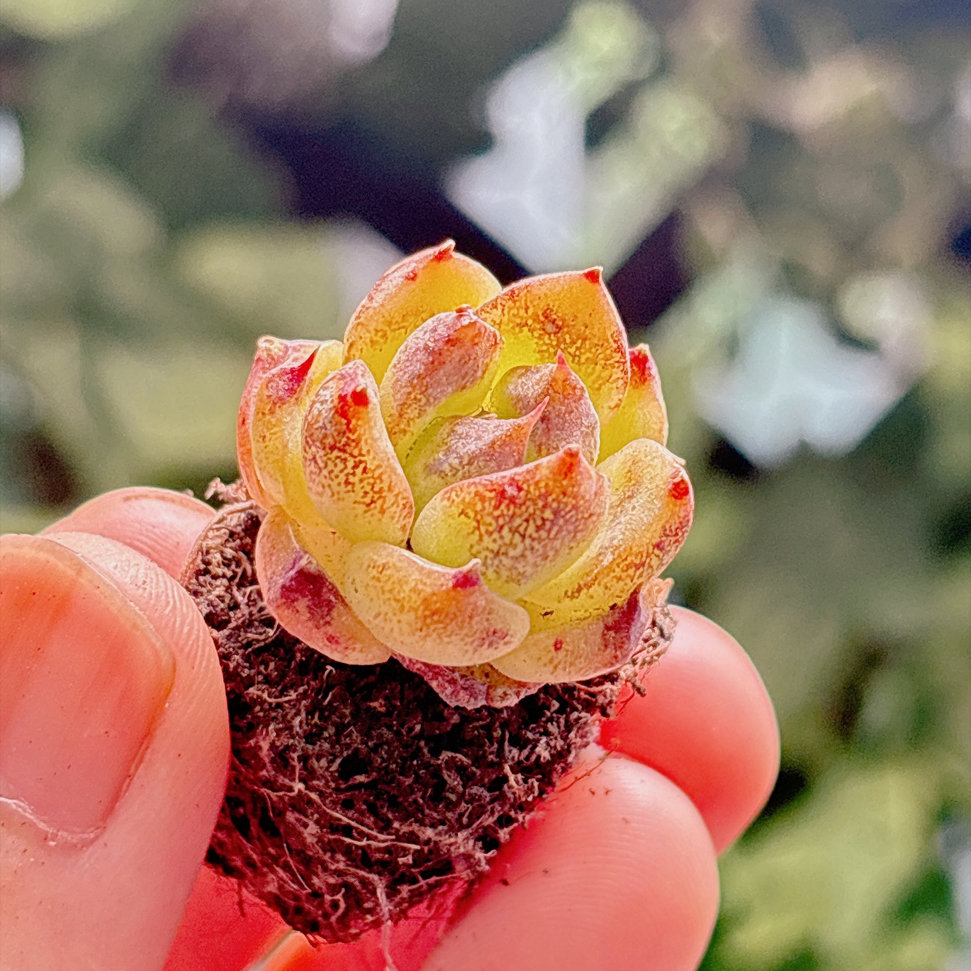 多肉植物