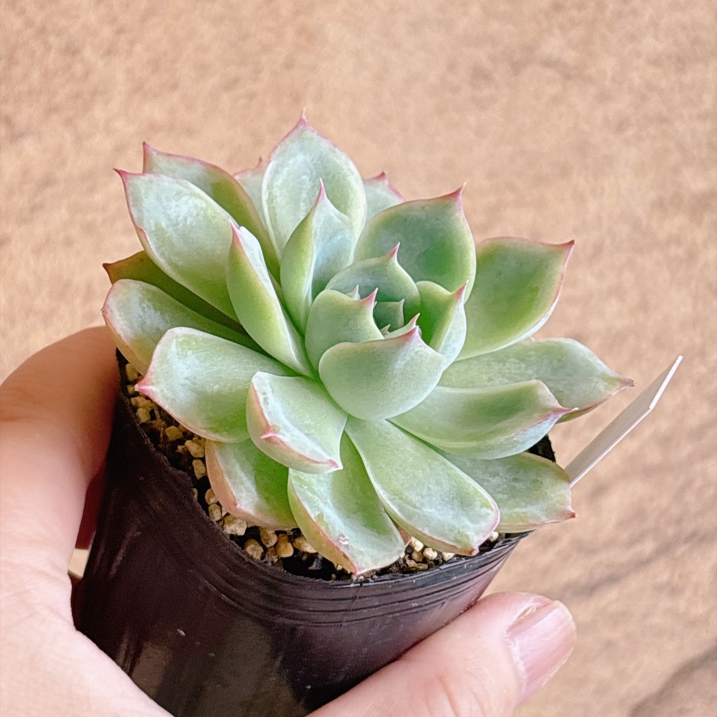 多肉植物