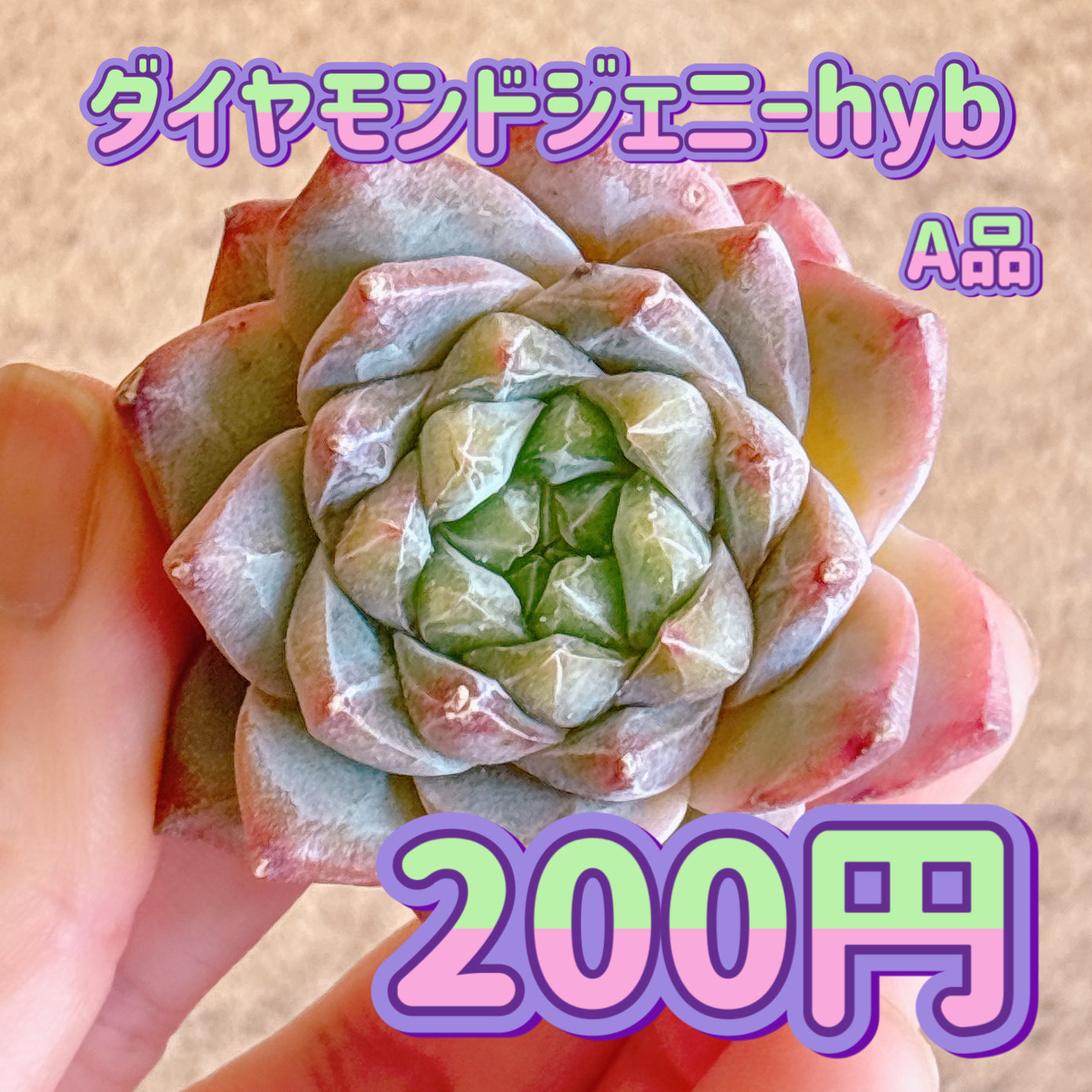 ダイヤモンドジェニーhyb　A品　カット苗