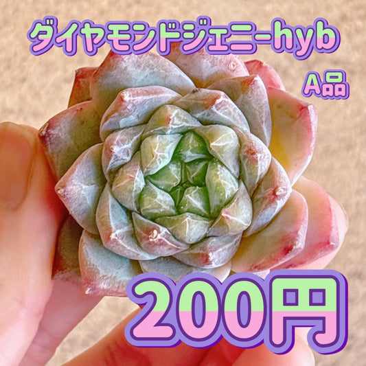 ダイヤモンドジェニーhyb　A品　カット苗