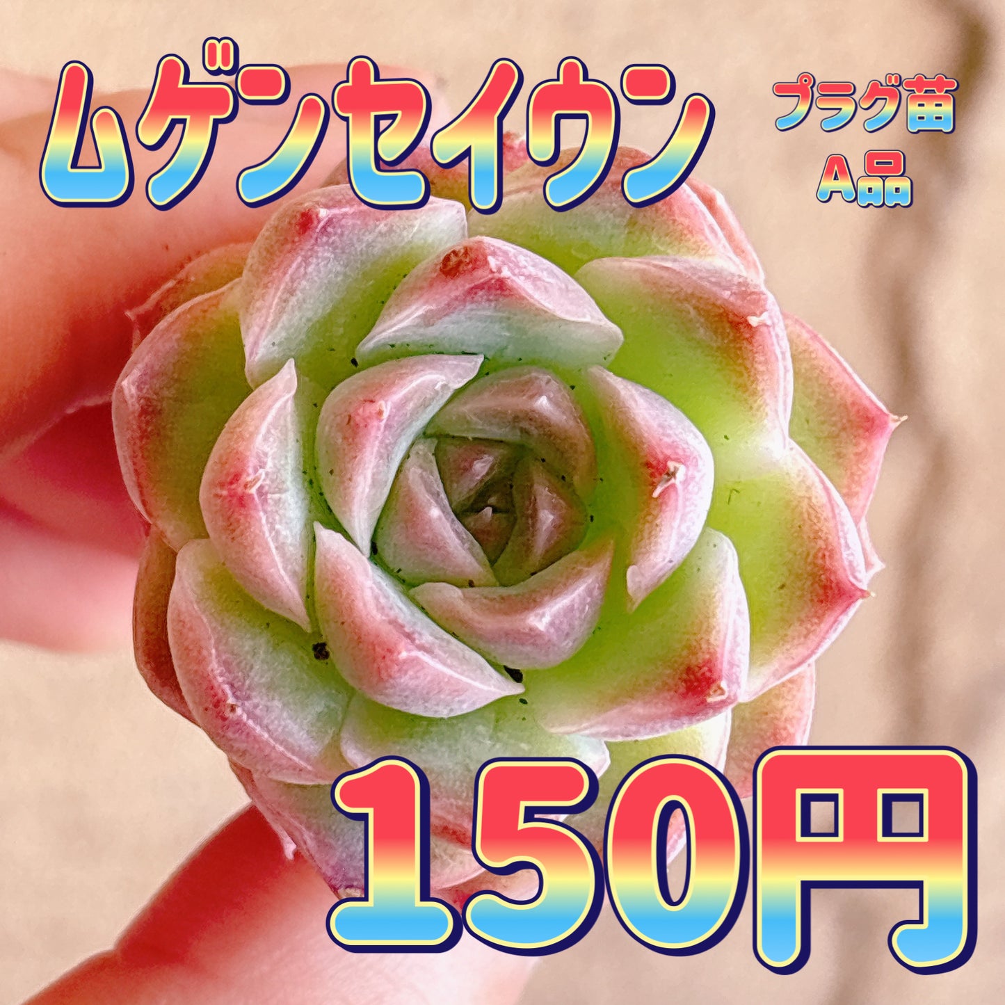ムゲンセイウン　A品　プラグ苗