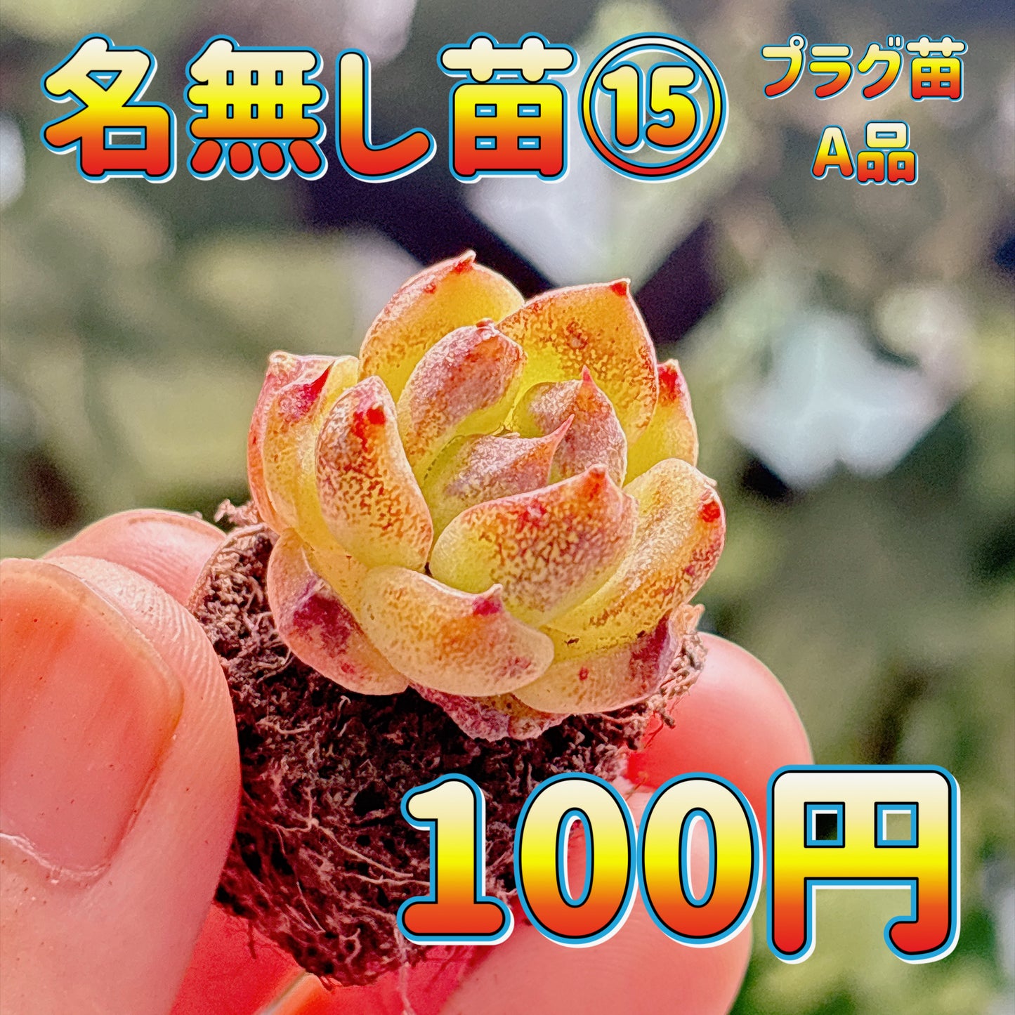 名無し苗１５　A品　プラグ苗