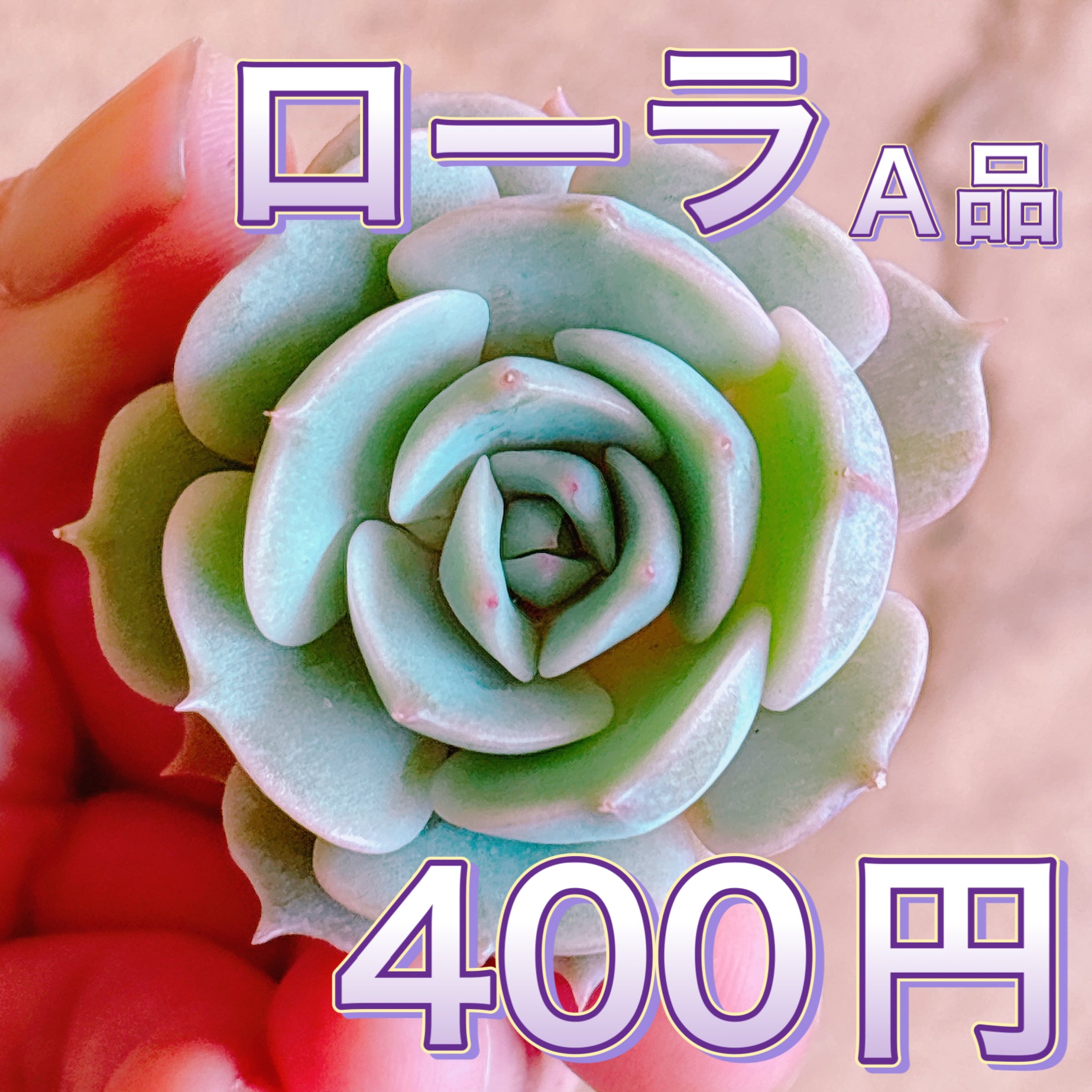 新商品 – Bull Succulent