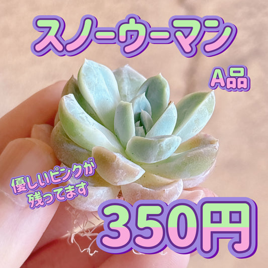 スノーウーマン　A品　カット苗