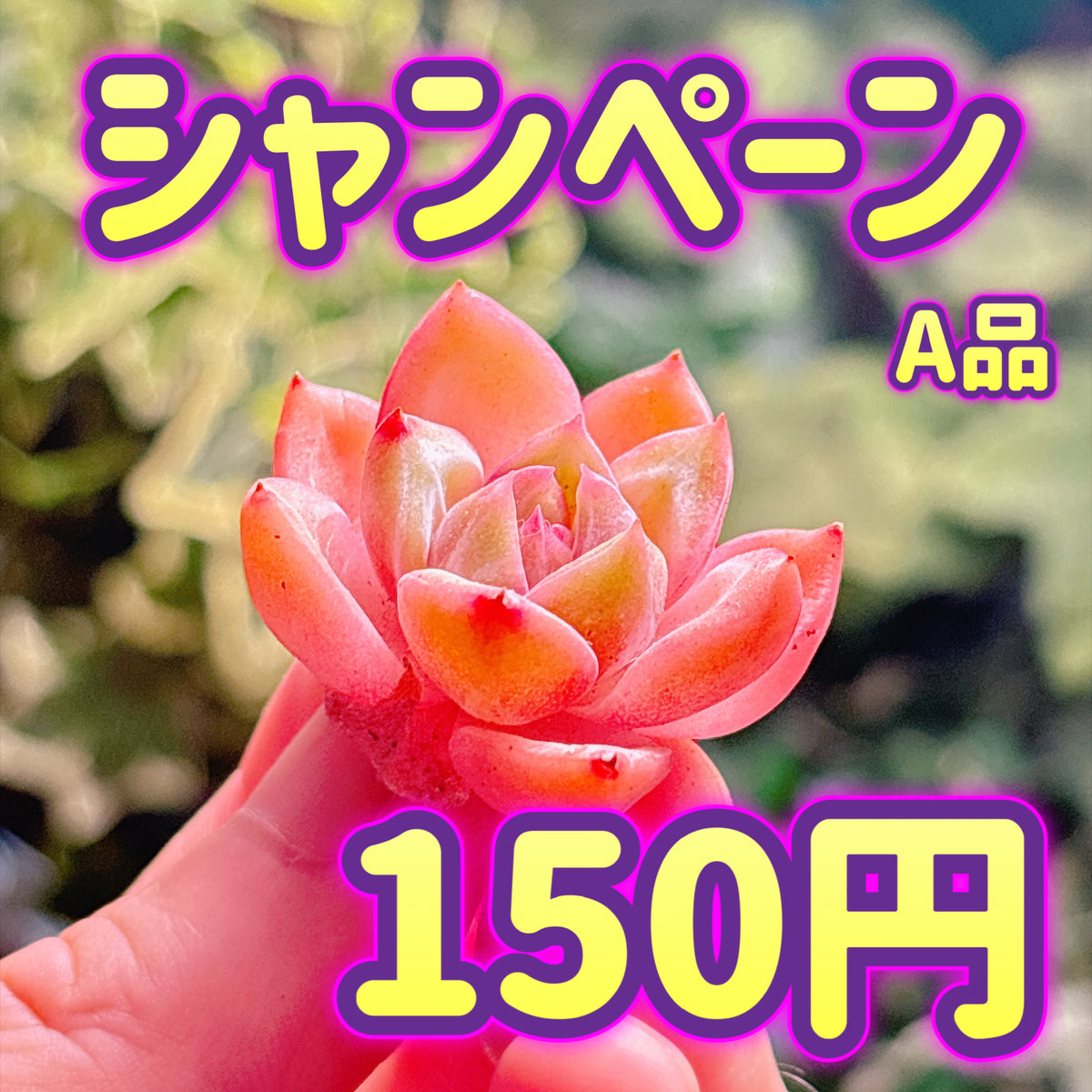 シャンペーン　A品　カット苗