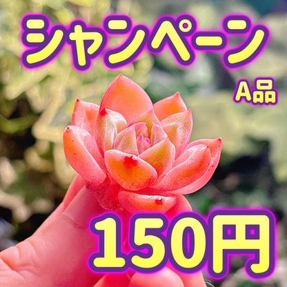 シャンペーン　A品　カット苗