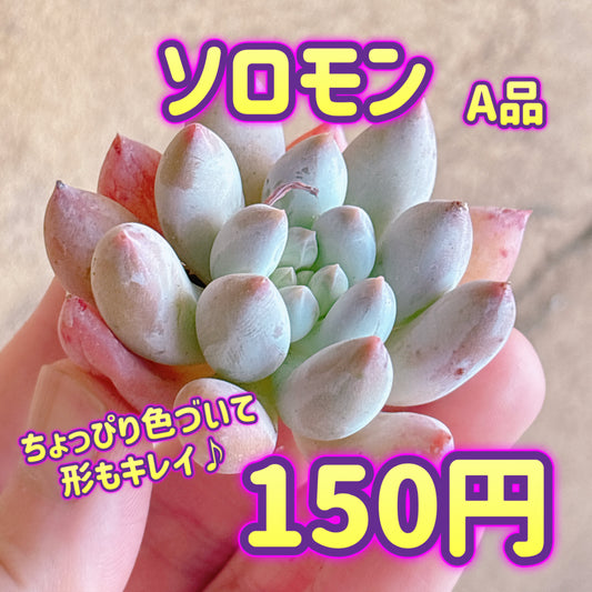 ソロモン　A品　カット苗