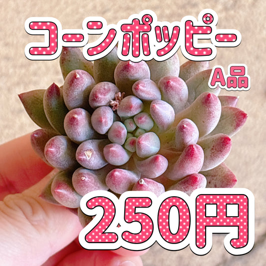 コーンポッピー　A品　カット苗