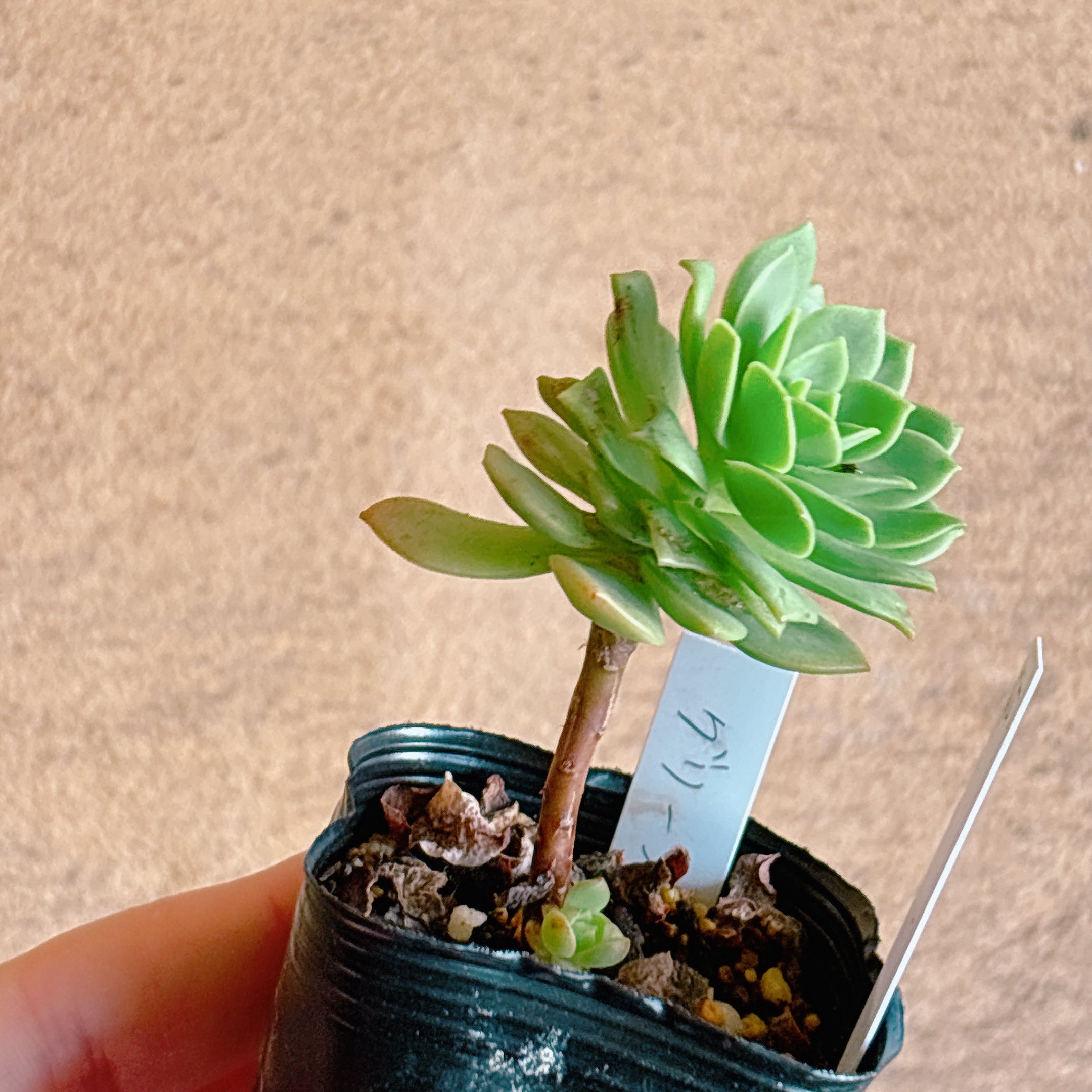 グリーンローズ 【1-15】 – Bull Succulent
