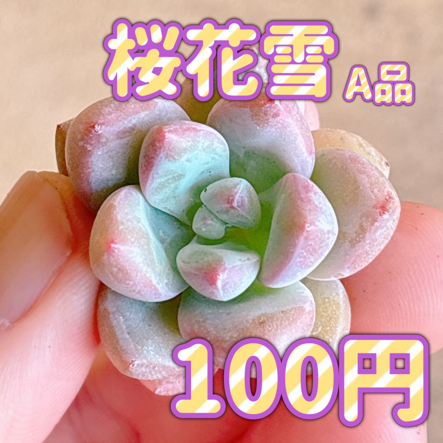 桜花雪　A品　カット苗