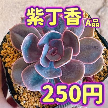 紫丁香　A品　根付き苗