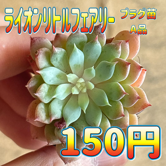 ライオンリトルフェアリー　A品　プラグ苗