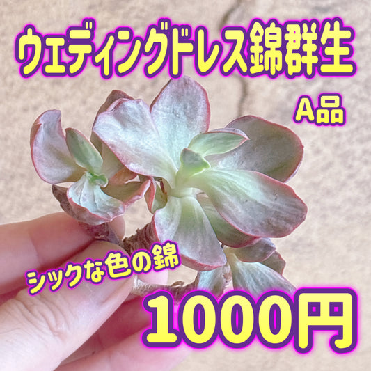 ウェディングドレス錦群生　A品　カット苗
