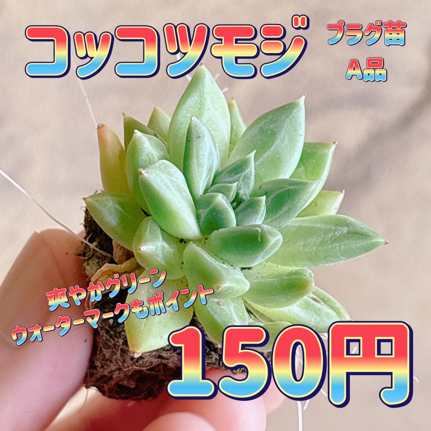 コッコツモジ　A品　プラグ苗