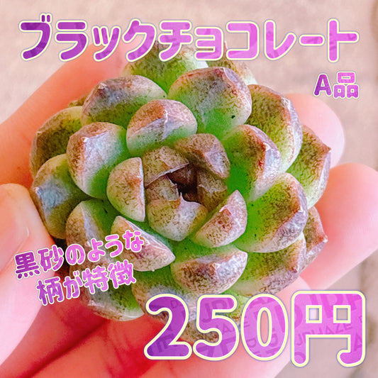 ブラックチョコレート　A品　カット苗