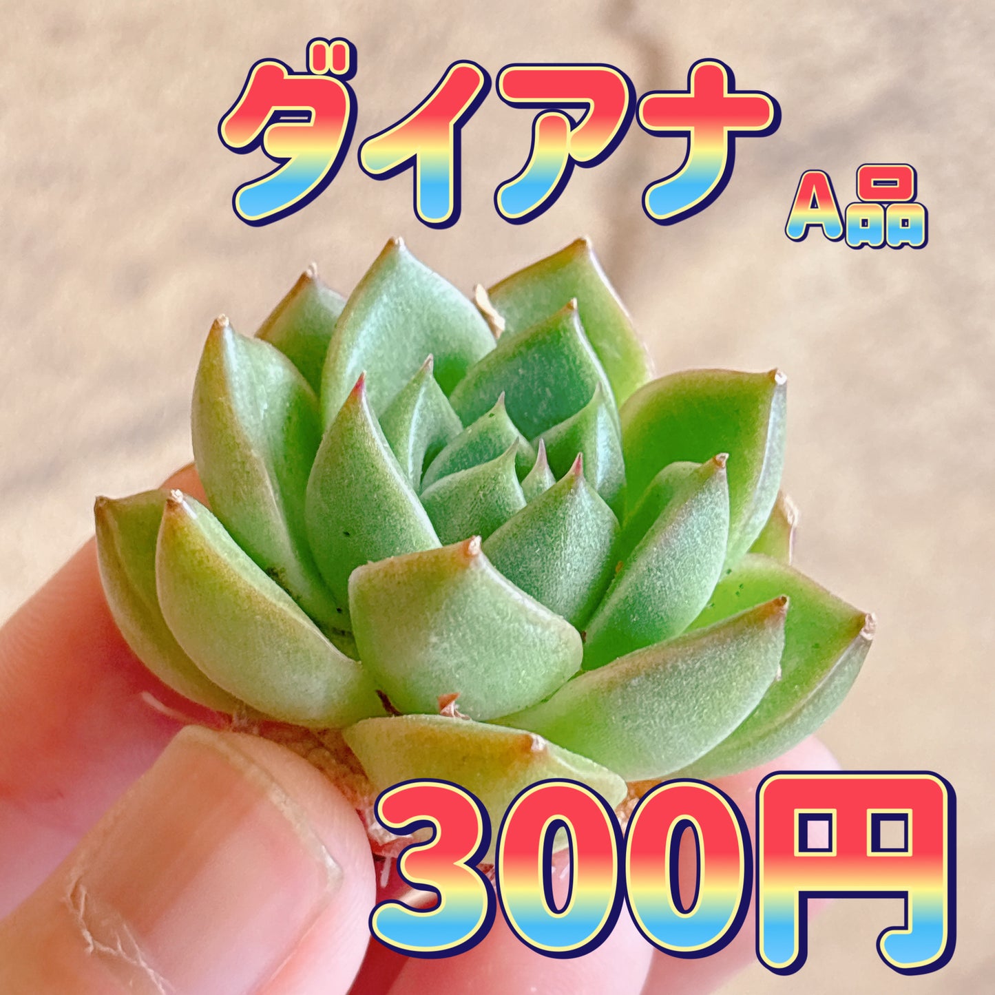 ダイアナ　A品　カット苗
