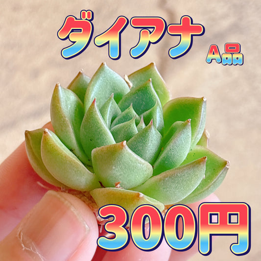 ダイアナ　A品　カット苗
